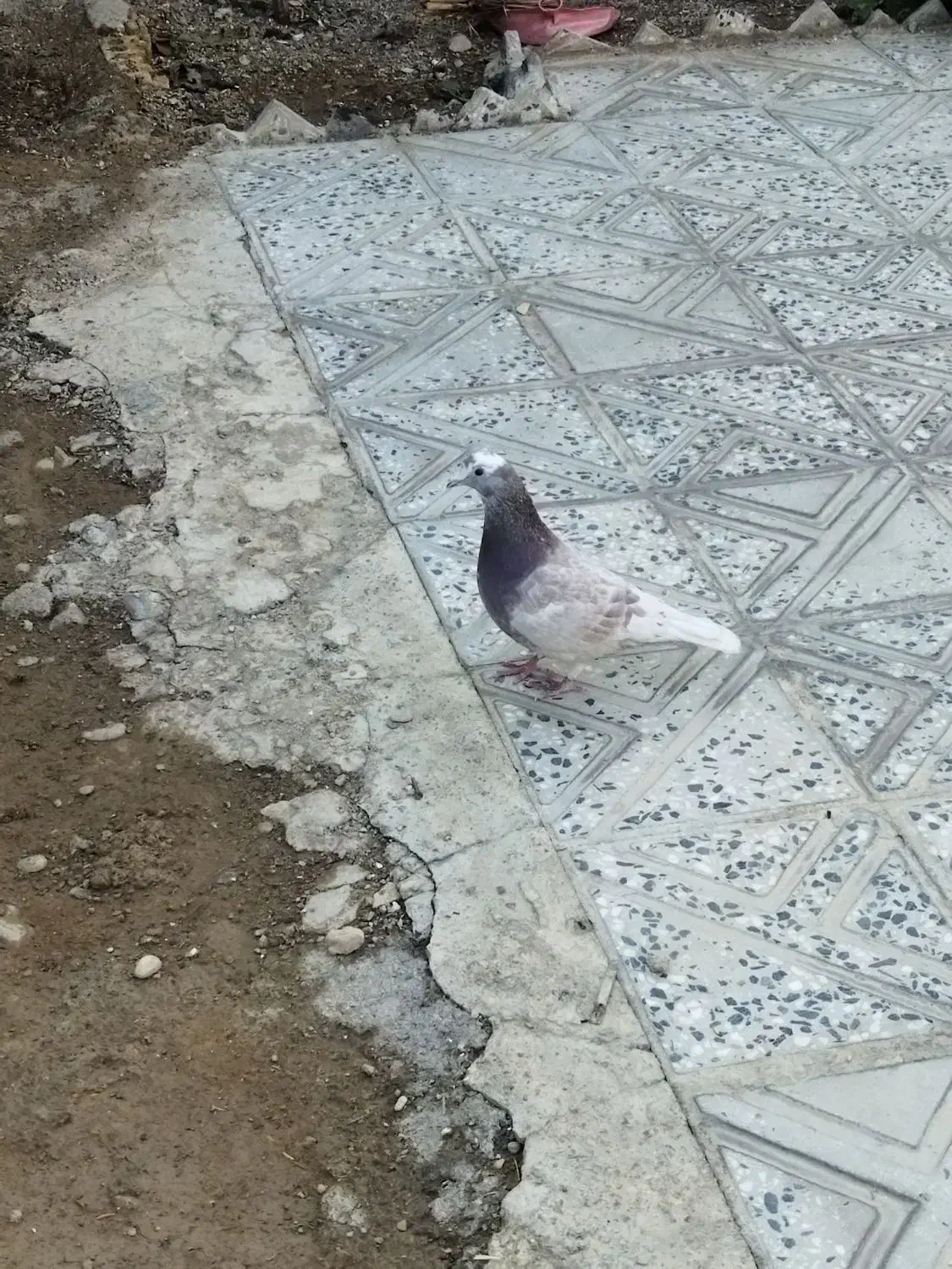 کبوتر|پرنده|آبدانان, |دیوار