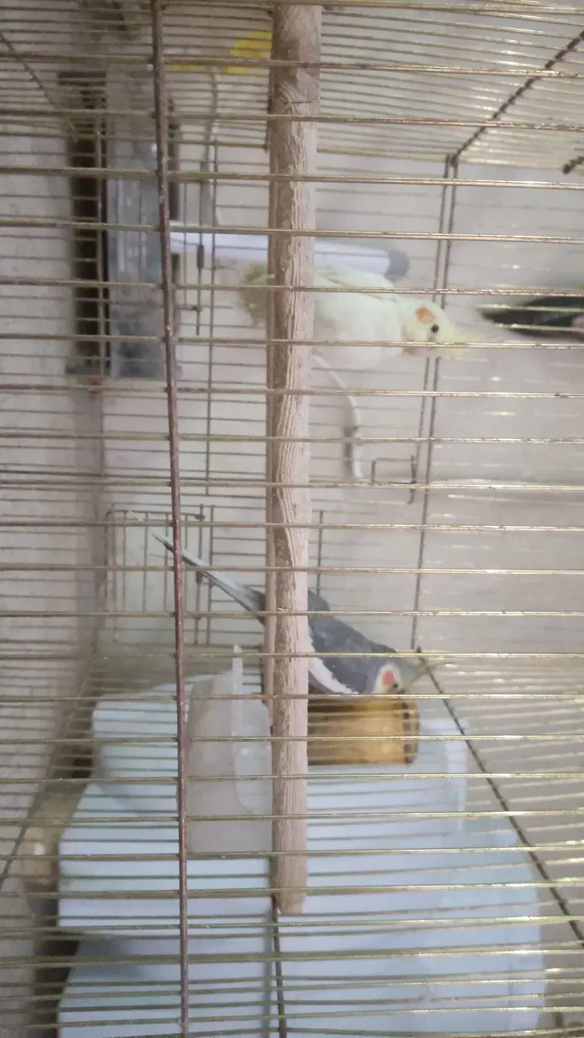 عروس هلندی|پرنده|هشتگرد, خور|دیوار