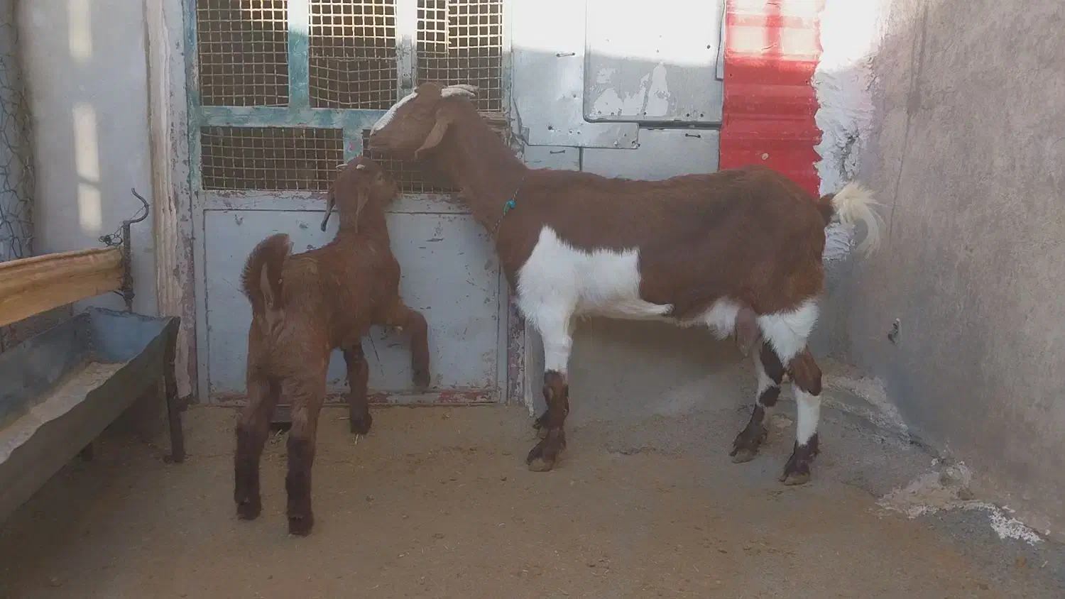 بز وبزغاله نر|حیوانات مزرعه|کارزان, |دیوار