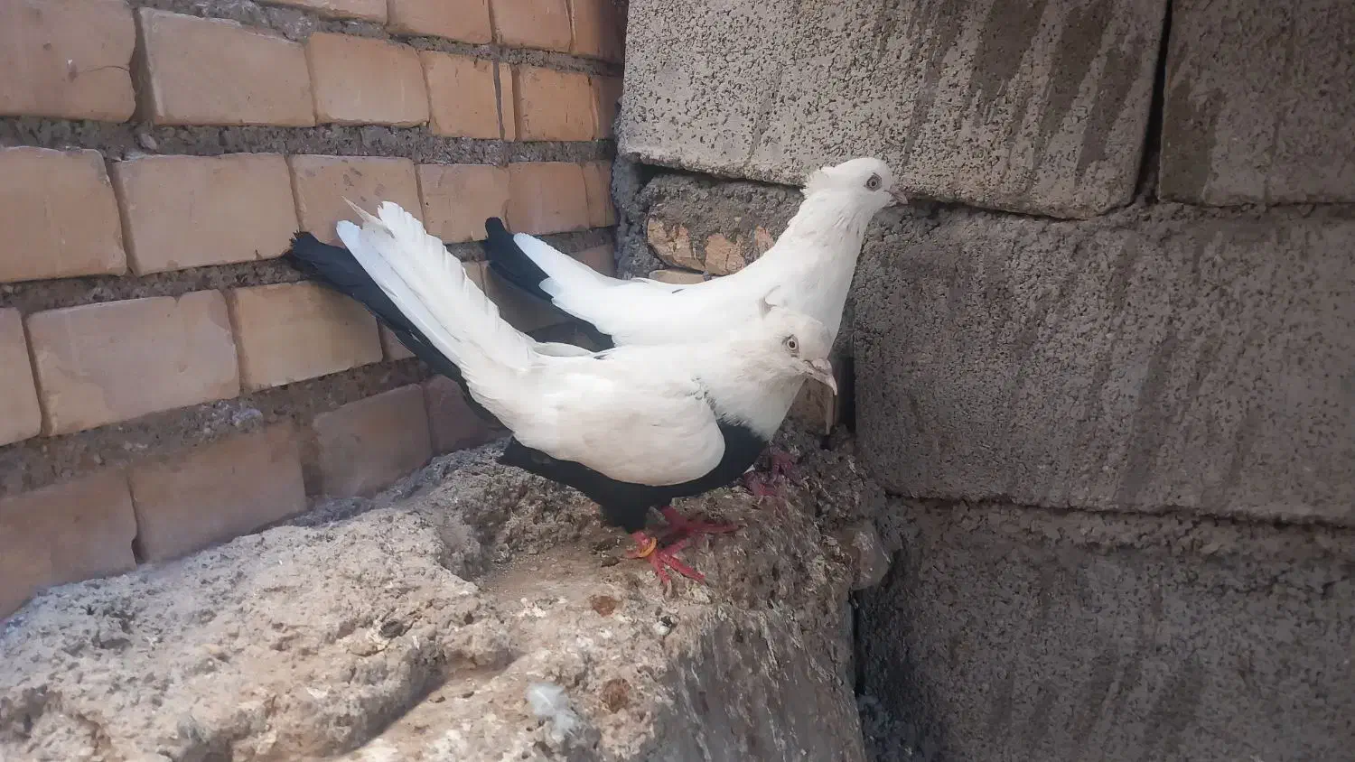 شرای|پرنده|شوش, |دیوار