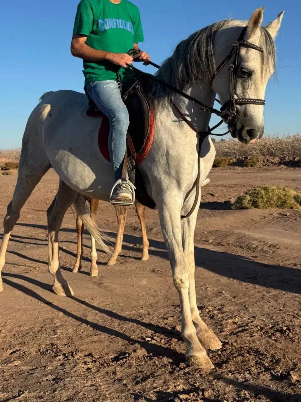 مادیان نیله|اسب و تجهیزات اسبسواری|رفسنجان, |دیوار