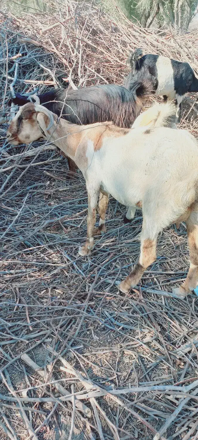 فروش بزغاله|حیوانات مزرعه|دشتیاری, |دیوار