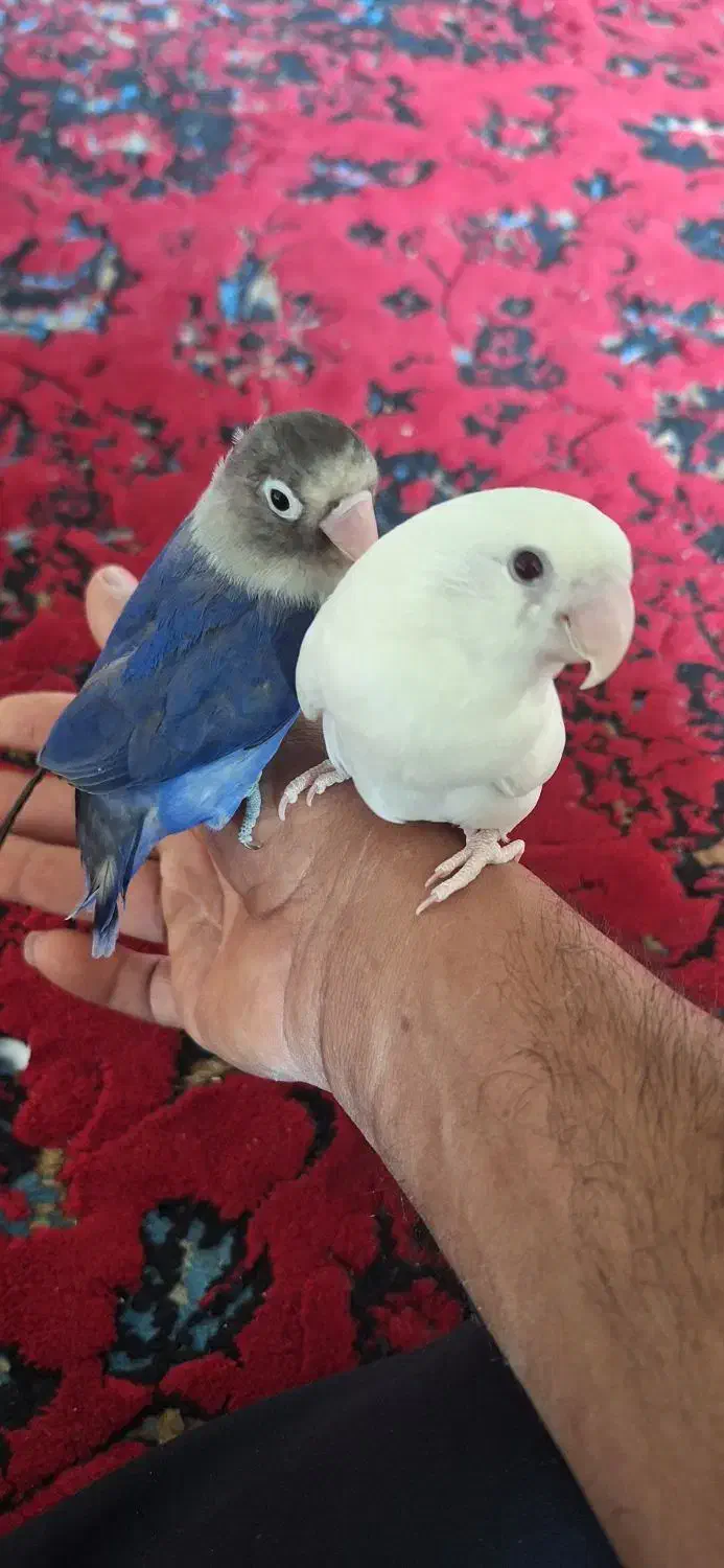 طوطی البینو چشم قرمز  دستی|پرنده|جنت, |دیوار