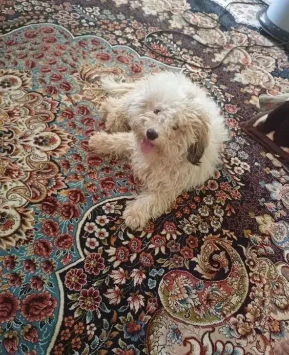 واگذاری|سگ|مشهد, مهدی آباد (بلوار توس)|دیوار