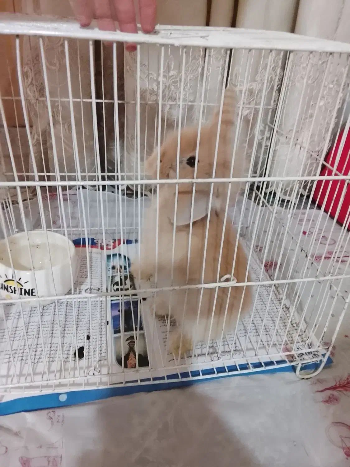 خرگوش لوپی|موش و خرگوش|مشهد, رسالت|دیوار