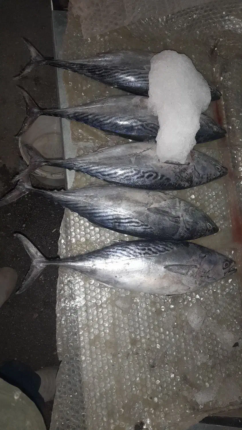 ماهی تازه|ماهی|اندیمشک, |دیوار