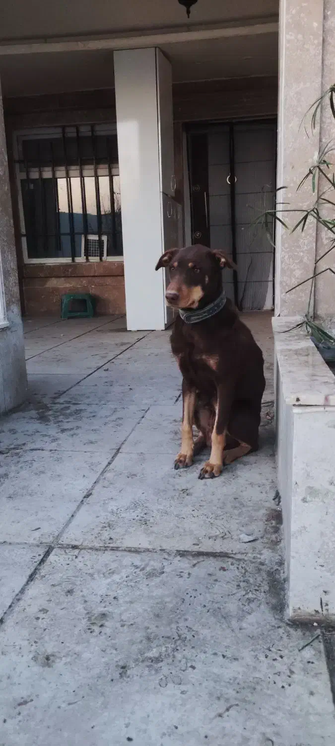 واگذاری سگ|سگ|مشهد, کلاته برفی|دیوار