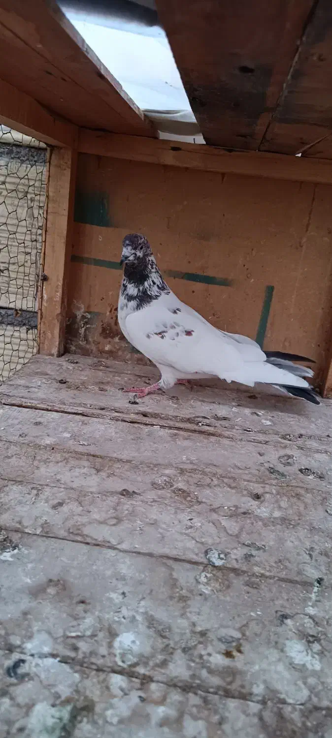 کفتر پرشی|پرنده|قم, شهرک فاطمیه|دیوار