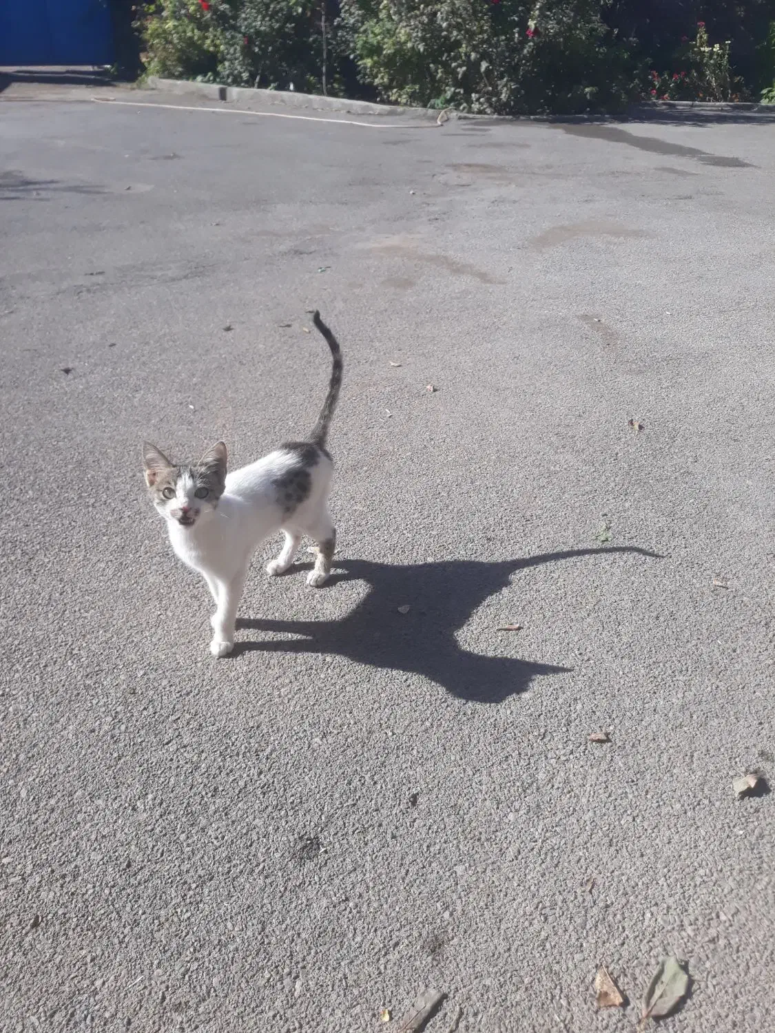 واگذاری کربه|گربه|ایواوغلی, |دیوار