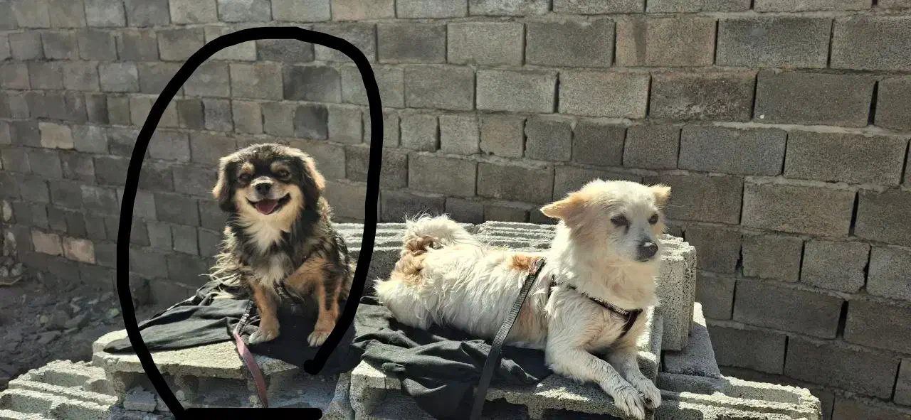 گمشده کوچه ۷نبوت|سگ|کرمان, |دیوار