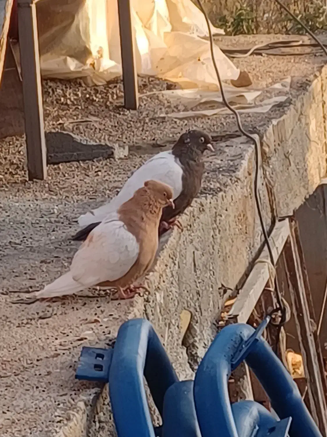 کبوتر|پرنده|سپیدان, |دیوار