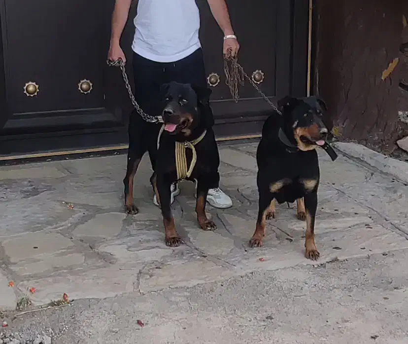 سگ روتوایلر|سگ|قم, پردیسان|دیوار