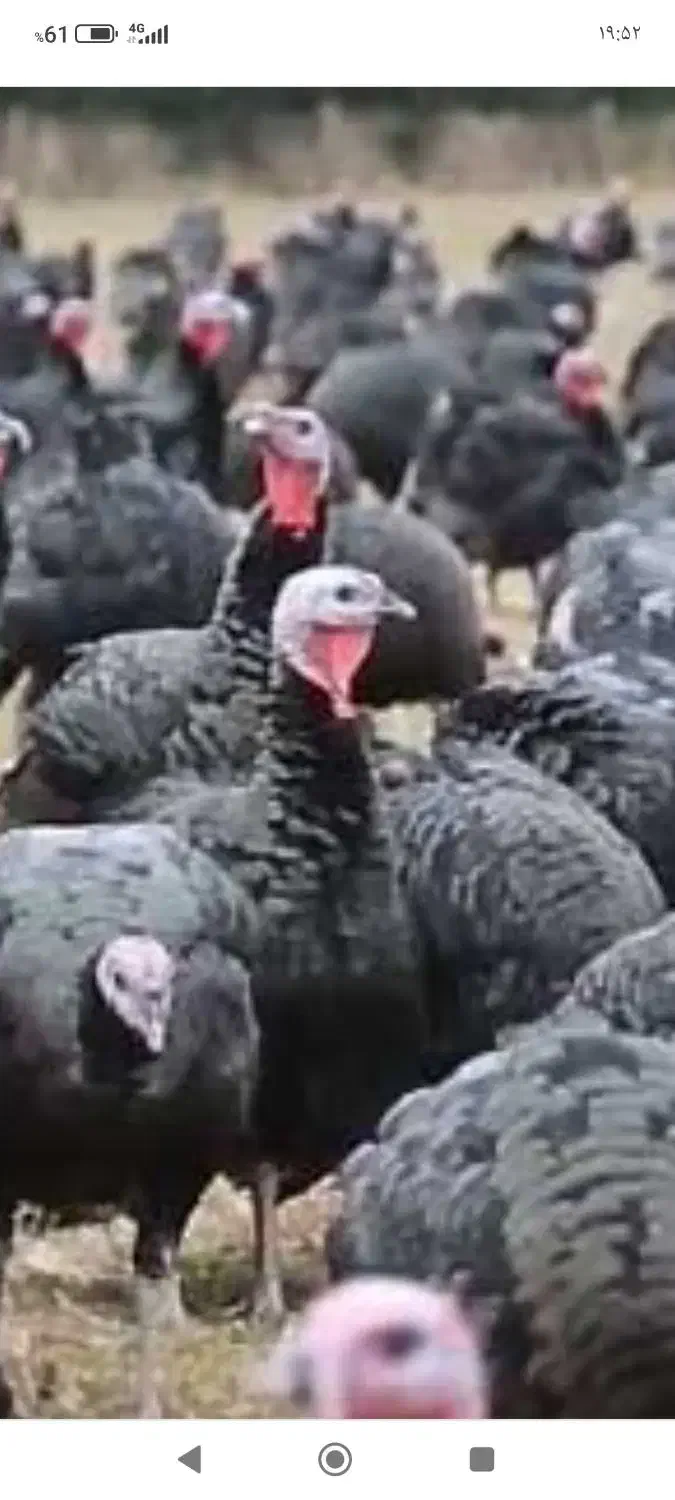 بوقلمون برنز نر و ماده|حیوانات مزرعه|اسدآباد, |دیوار