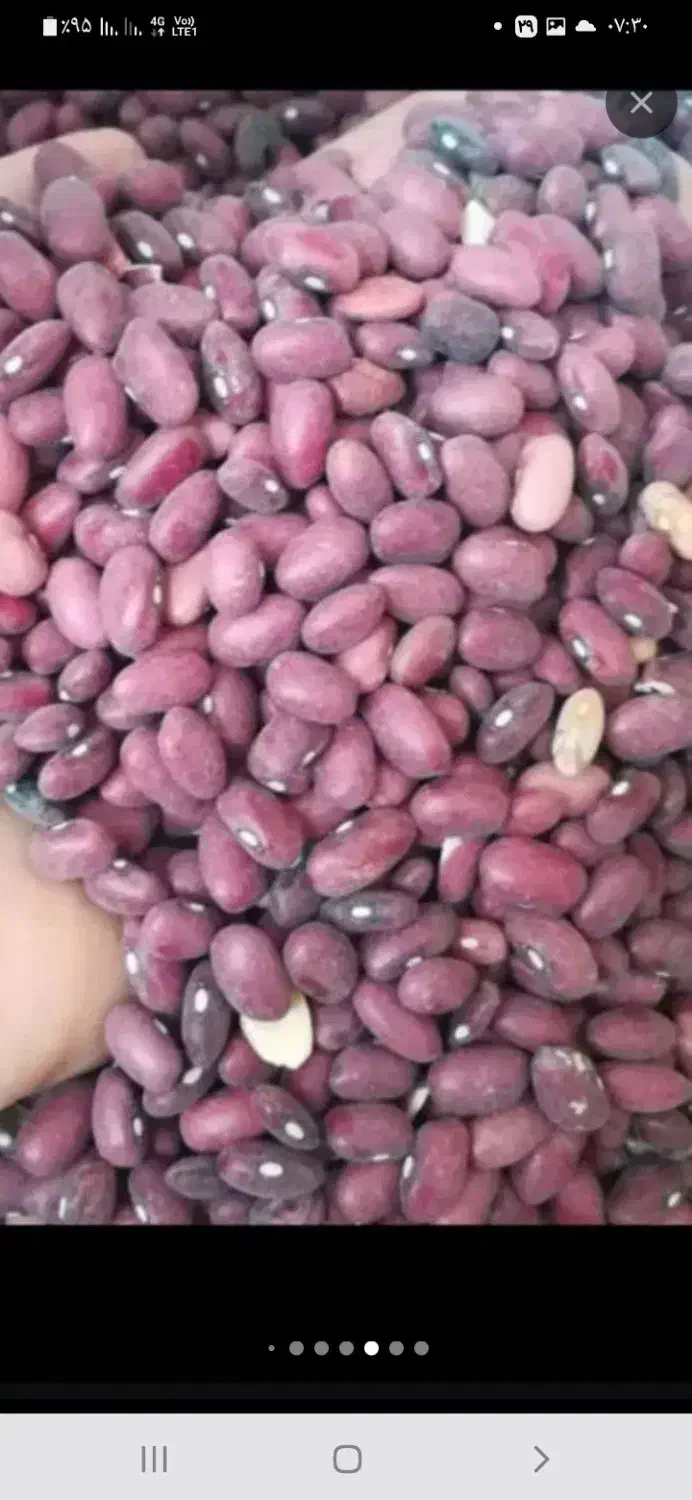 قصب جهرم حبوبات|خوردنی و آشامیدنی|شیراز, شهرک مدرس|دیوار