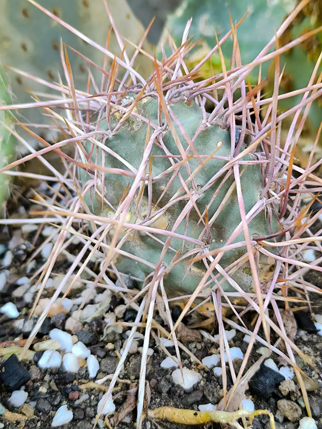 گل گیاه طبیعی کاکتوس|گل و گیاه طبیعی|محمدیه-قزوین, |دیوار