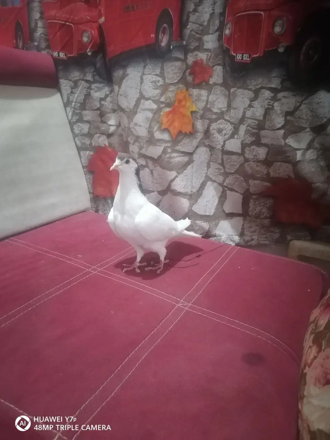 یک جفت ماده|پرنده|شوشتر, |دیوار