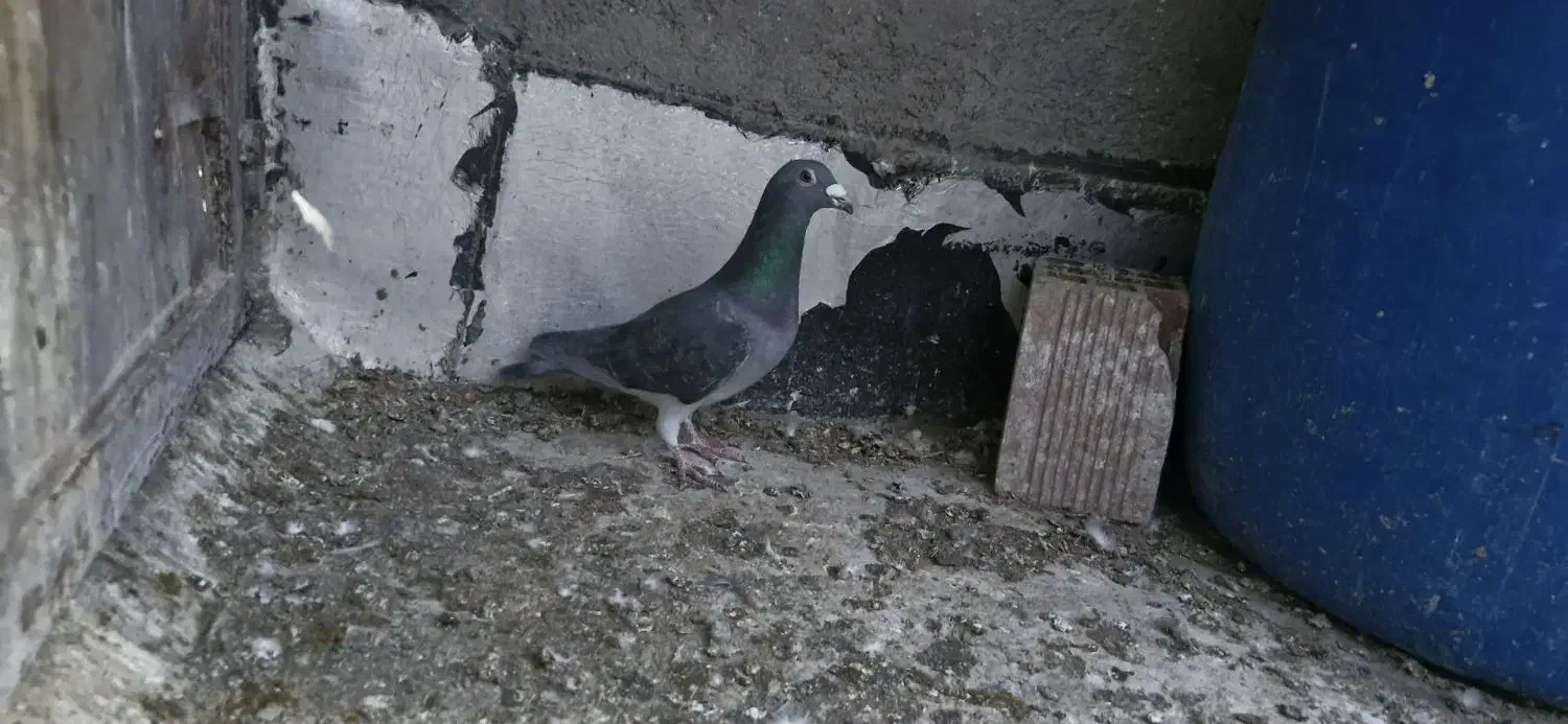 دوبر سرعتی|پرنده|اردبیل, |دیوار