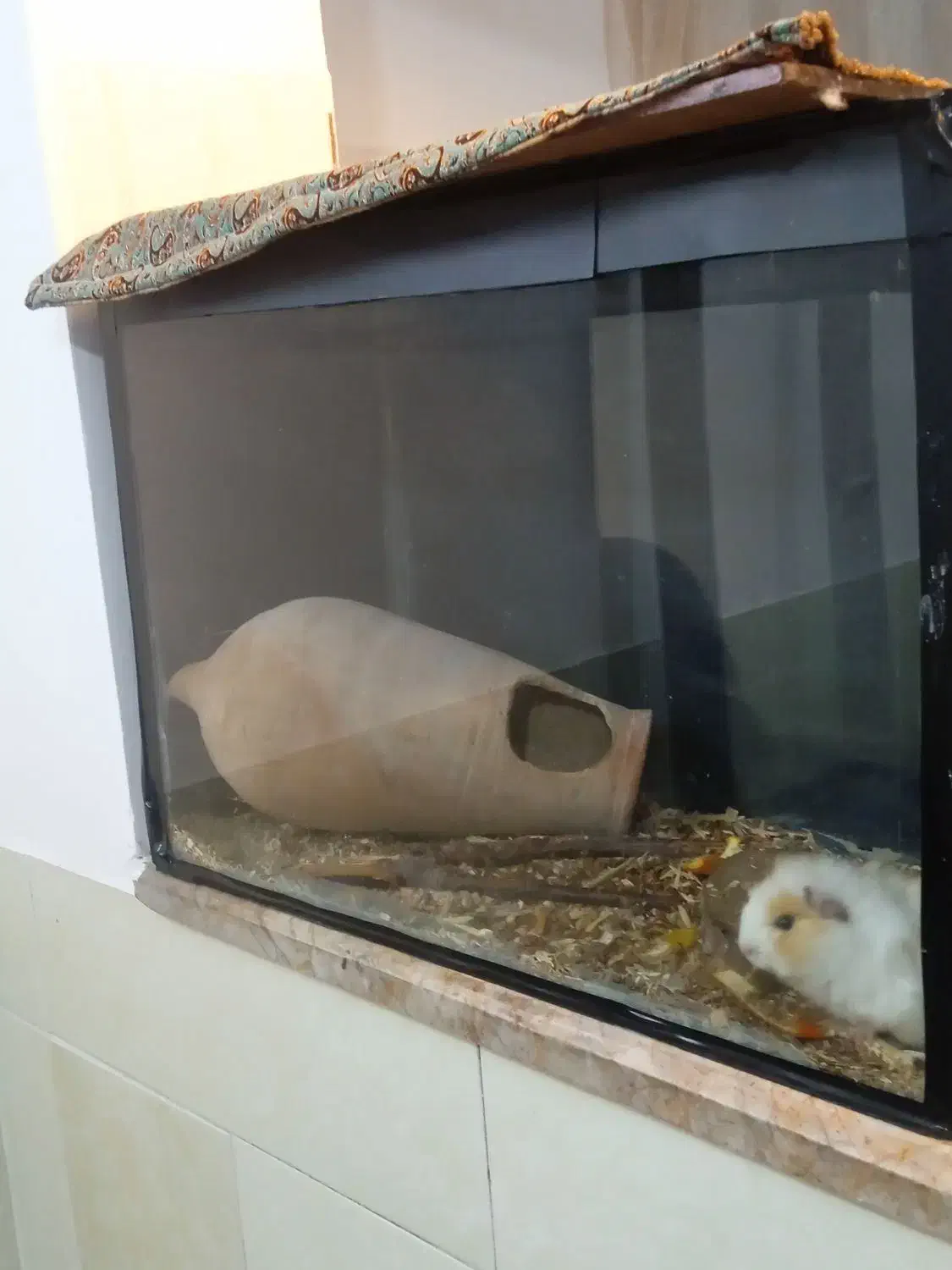 خوکچه هندی مینیاتوری|موش و خرگوش|نیشابور, امین اسلامی|دیوار