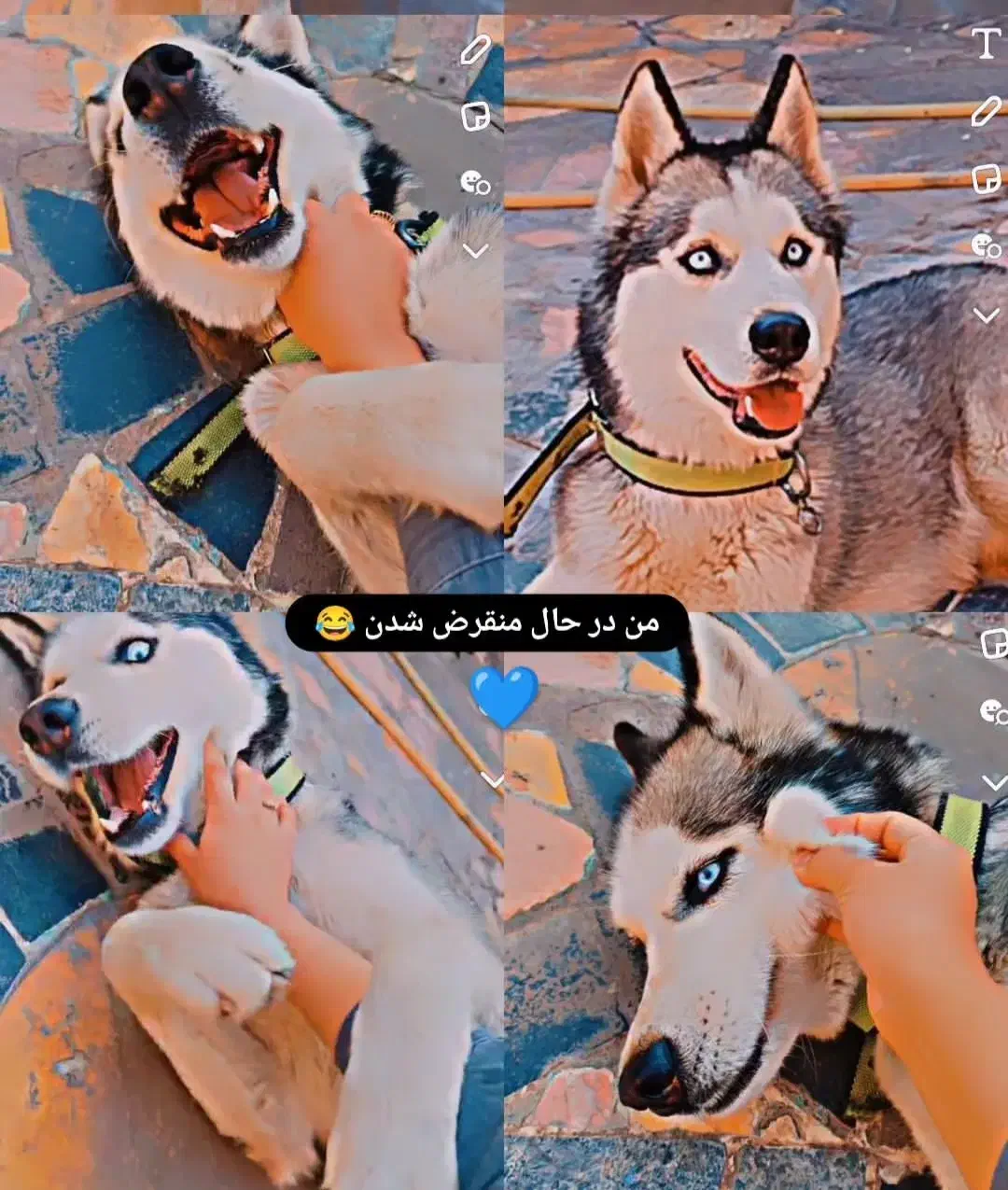 واگذاری هاسکی|سگ|لاهیجان, شهید آوینی|دیوار