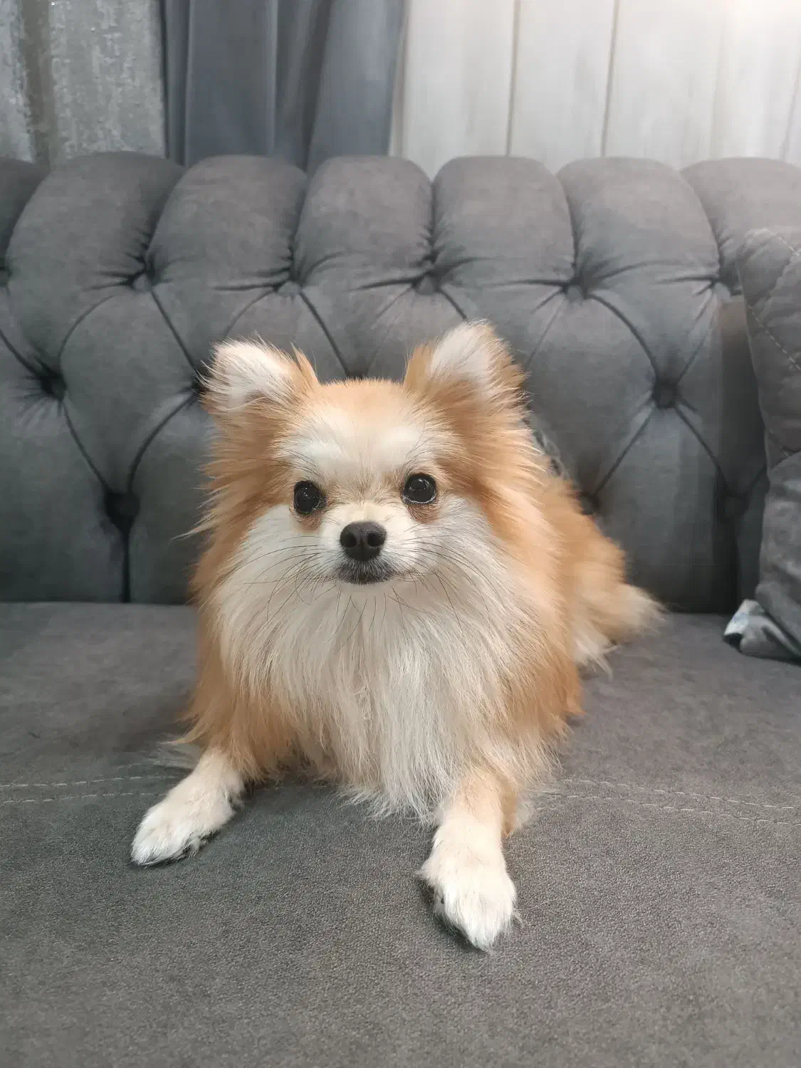 سگ پامرانین|سگ|خاوران, |دیوار