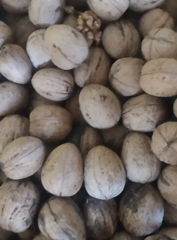 گردو اعلا حدود صد کیلو|خوردنی و آشامیدنی|نوشین شهر, |دیوار