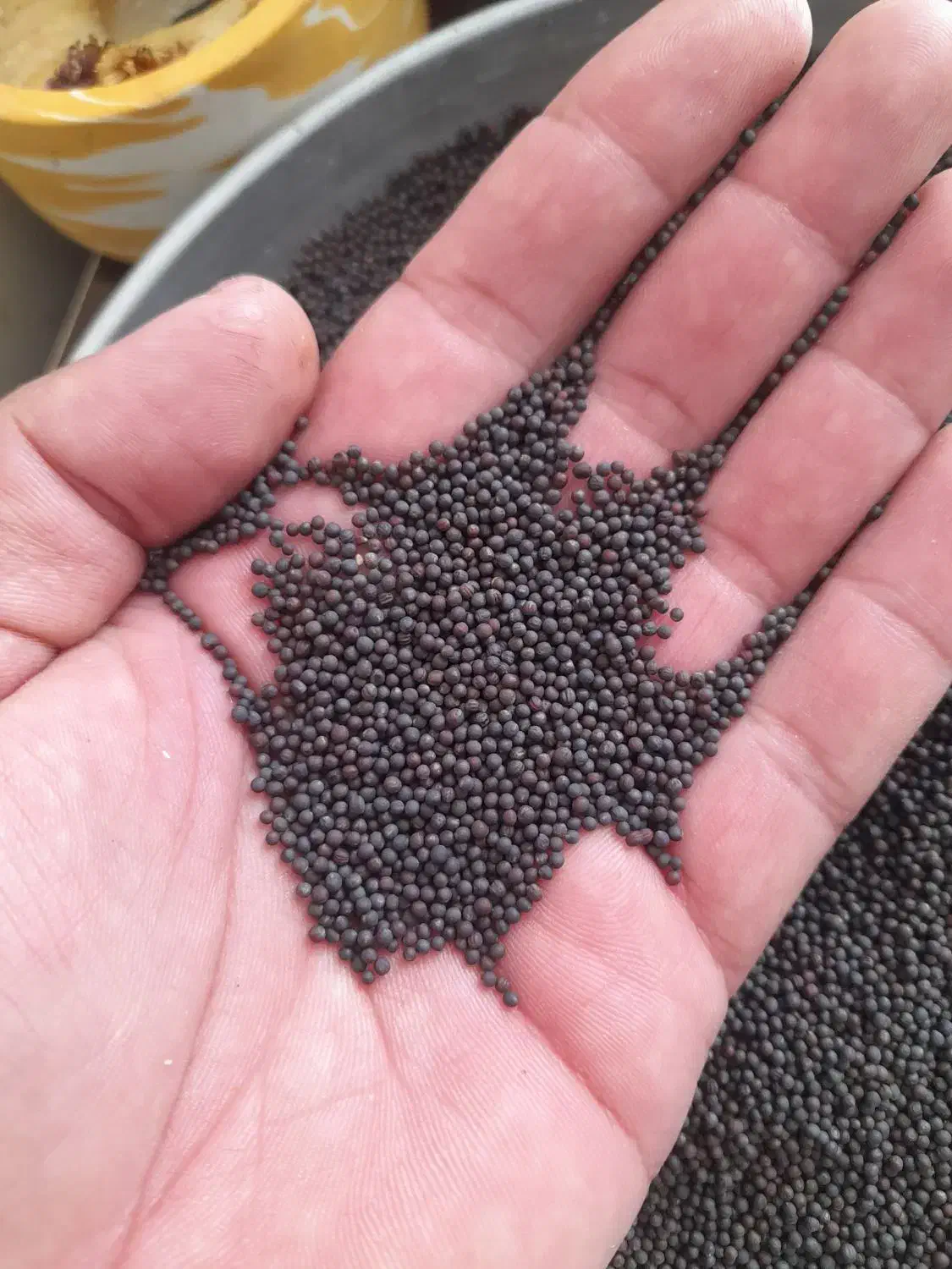 بذر کلزا رقم تراپر دستی|خدمات باغبانی و درختکاری|گنبد کاووس, |دیوار