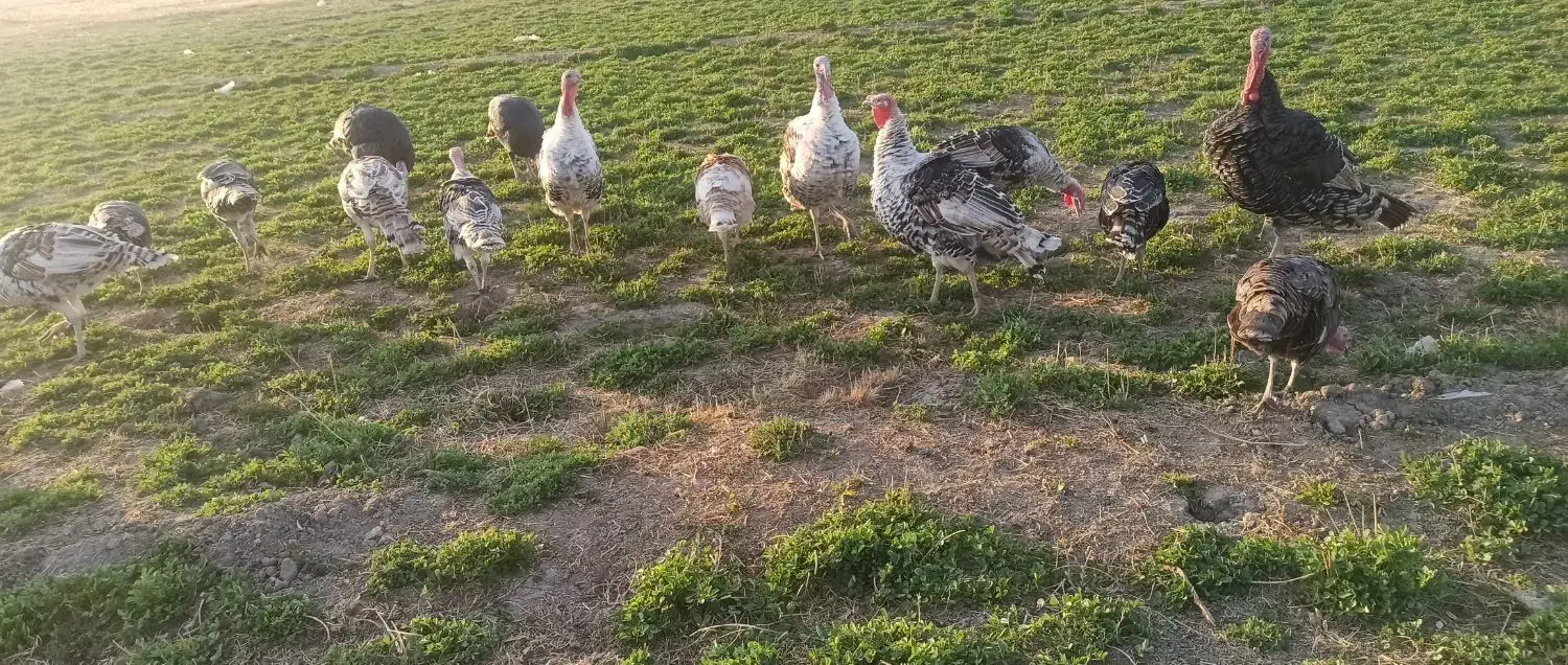 بوقلمون چاق و سرحال|حیوانات مزرعه|شیروان (لرستان), |دیوار