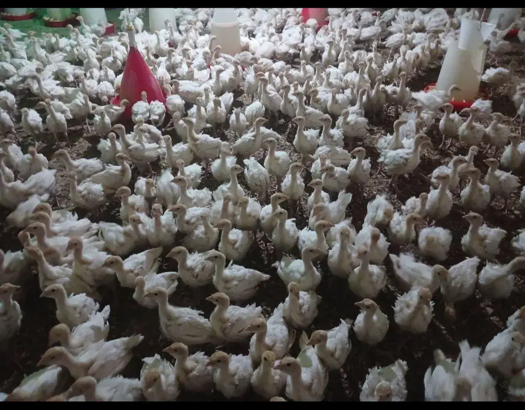 جوجه بوقلمون|حیوانات مزرعه|بیرجند, |دیوار