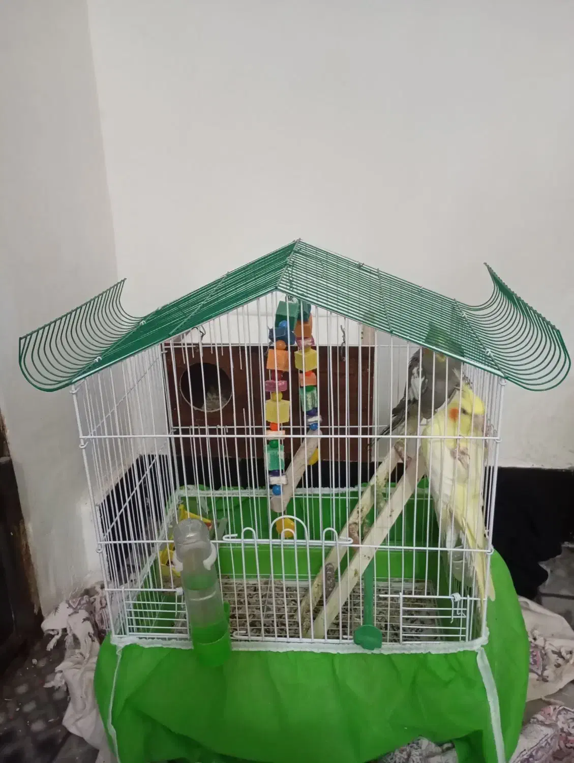 عروس هلندی نروماده وسرحال|پرنده|هندیجان, |دیوار