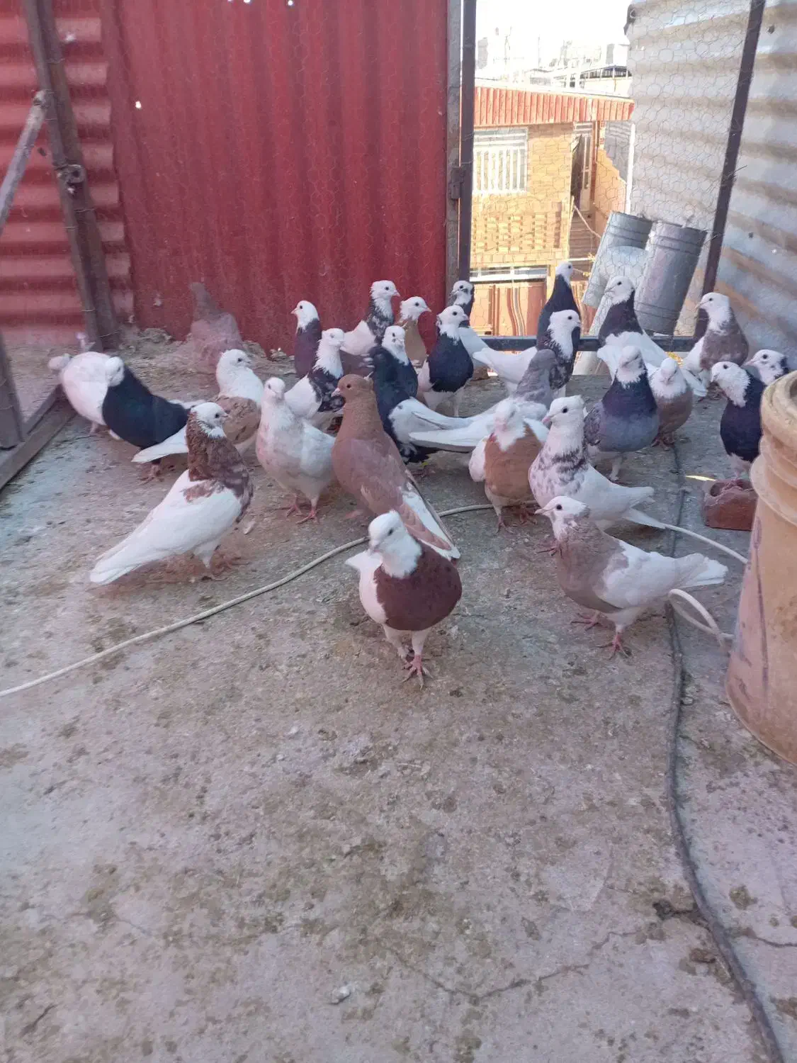 کفتر ملقی|پرنده|کرمان, |دیوار