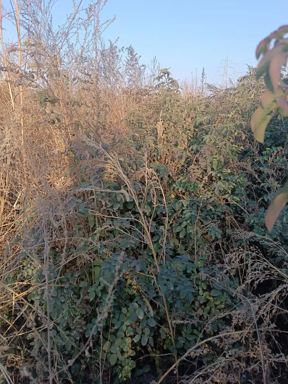 انواع نهال مرکبات و مغزها با ضمانت رشد|خدمات باغبانی و درختکاری|بابلسر, |دیوار