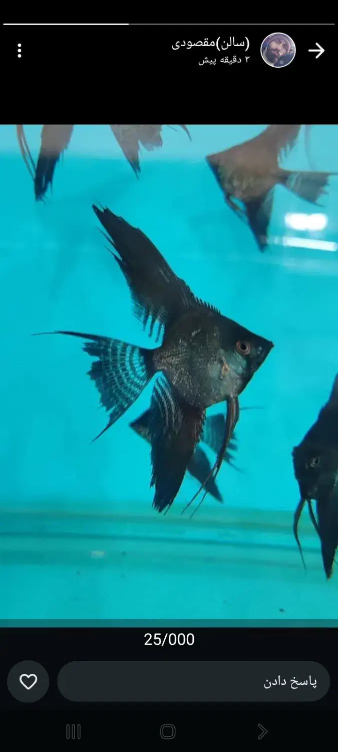 ماهی آنجل کوی ماربل و چهل گیس|ماهی|مشهد, گوهرشاد|دیوار