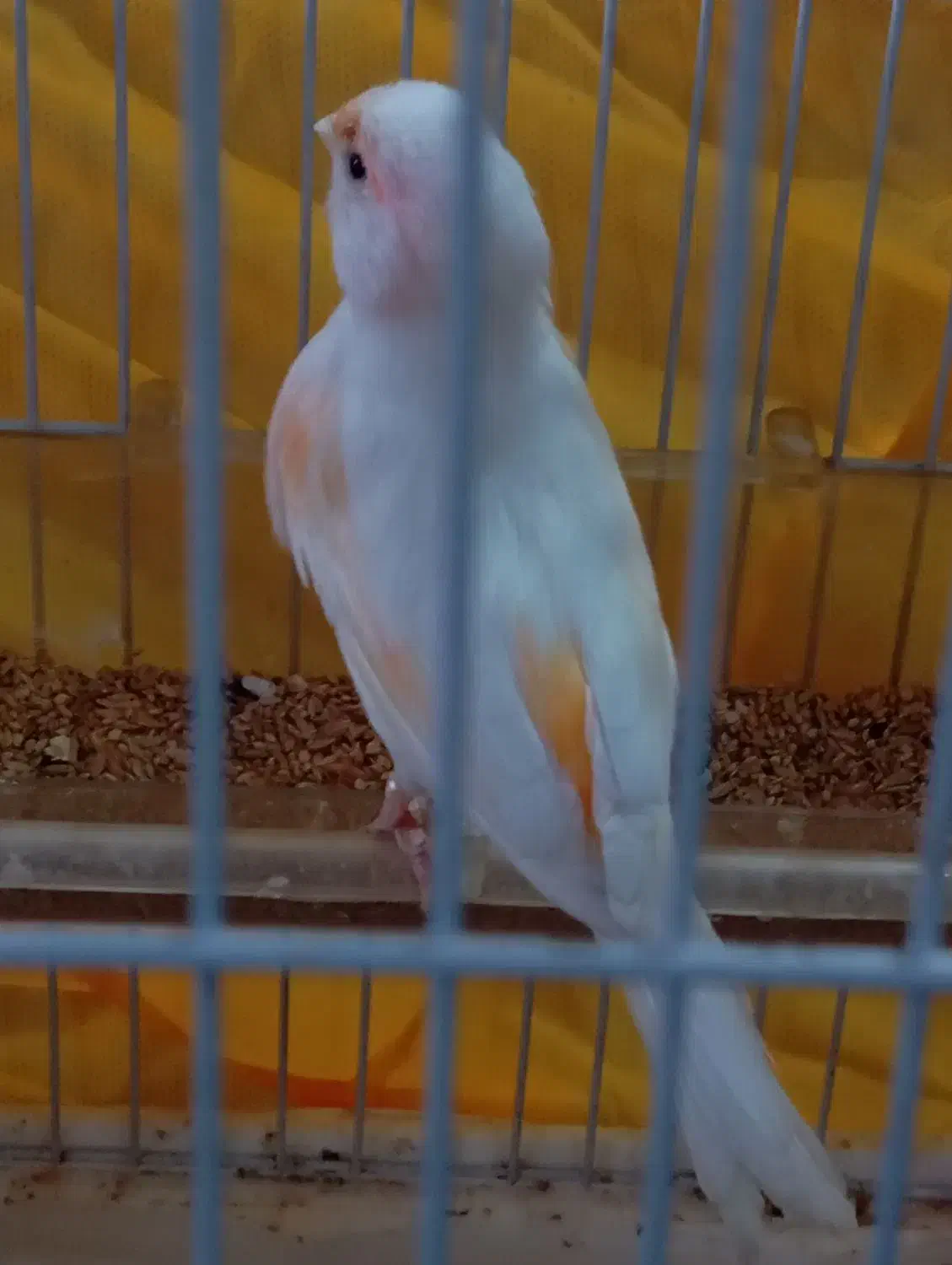 قناری ماده سفید لیمویی خیلی زیبا|پرنده|اسلام‌شهر, مظفریه|دیوار