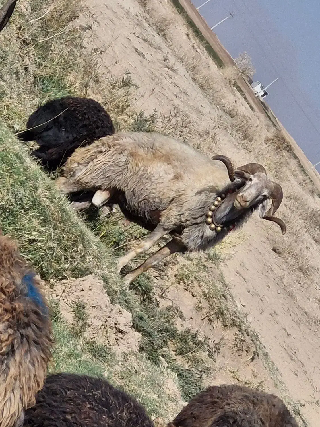 قوچ|حیوانات مزرعه|زنده رود, |دیوار