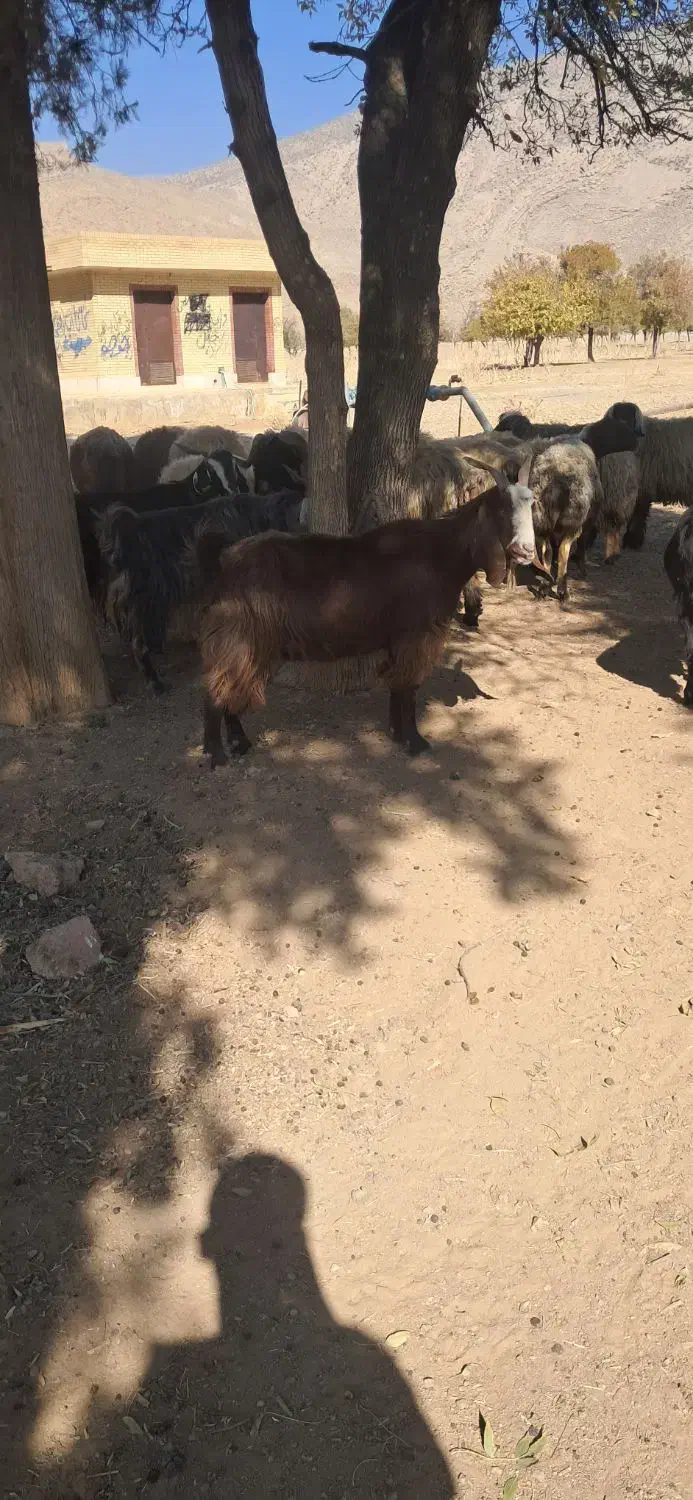 بز چاق|حیوانات مزرعه|مرودشت, نقش رستم|دیوار