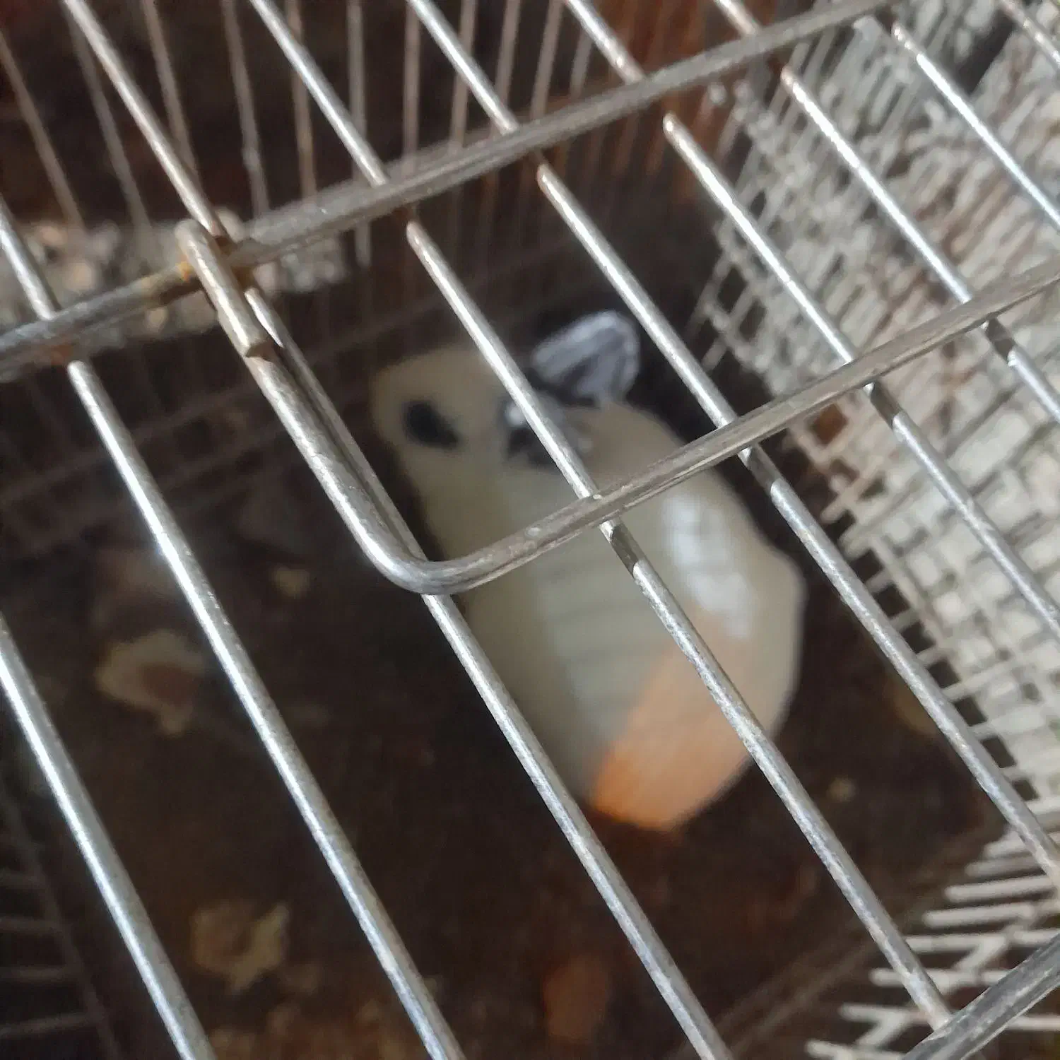 خرگوش|موش و خرگوش|سنندج, |دیوار