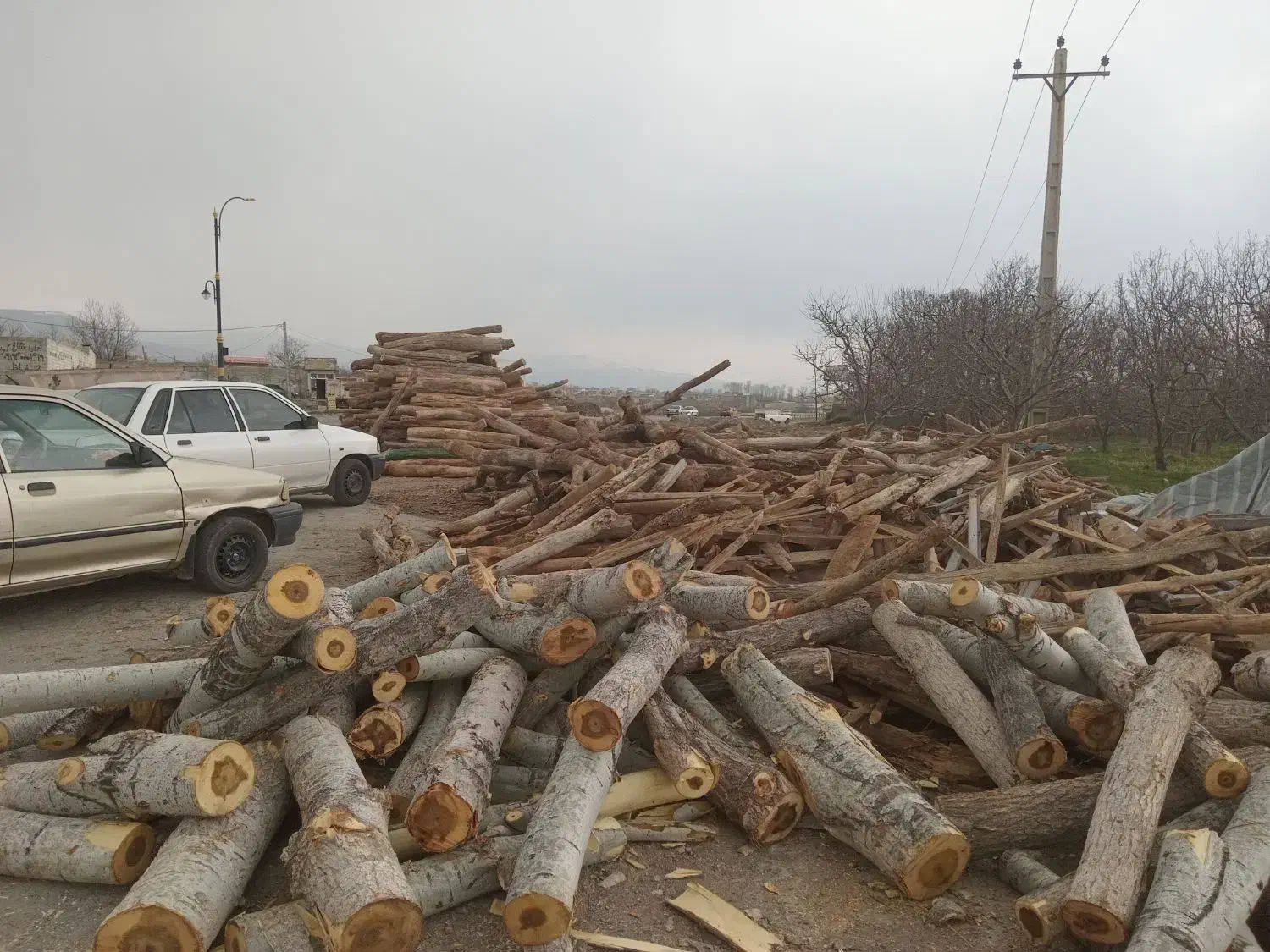 خریدوبرش سیار،انواع درخت.|خدمات باغبانی و درختکاری|مشگین شهر, |دیوار