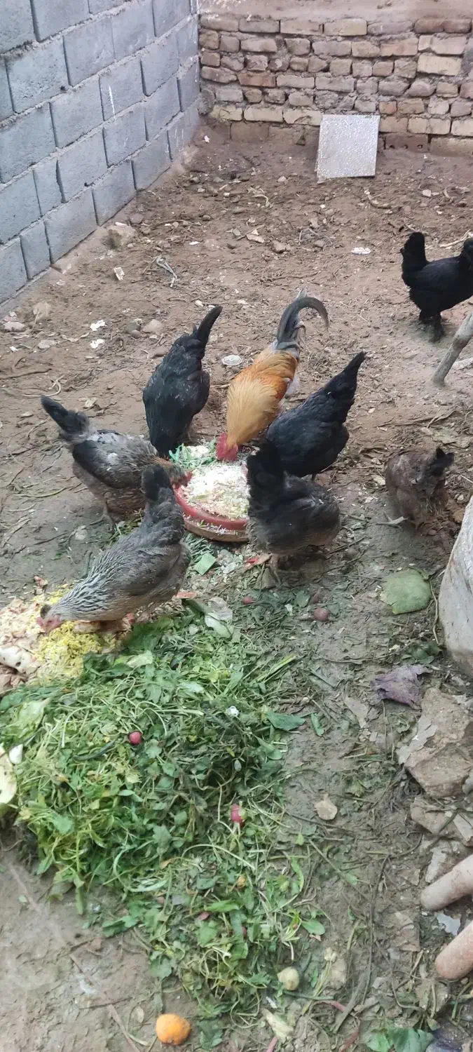 مرغ|حیوانات مزرعه|کاشان, امام خمینی|دیوار