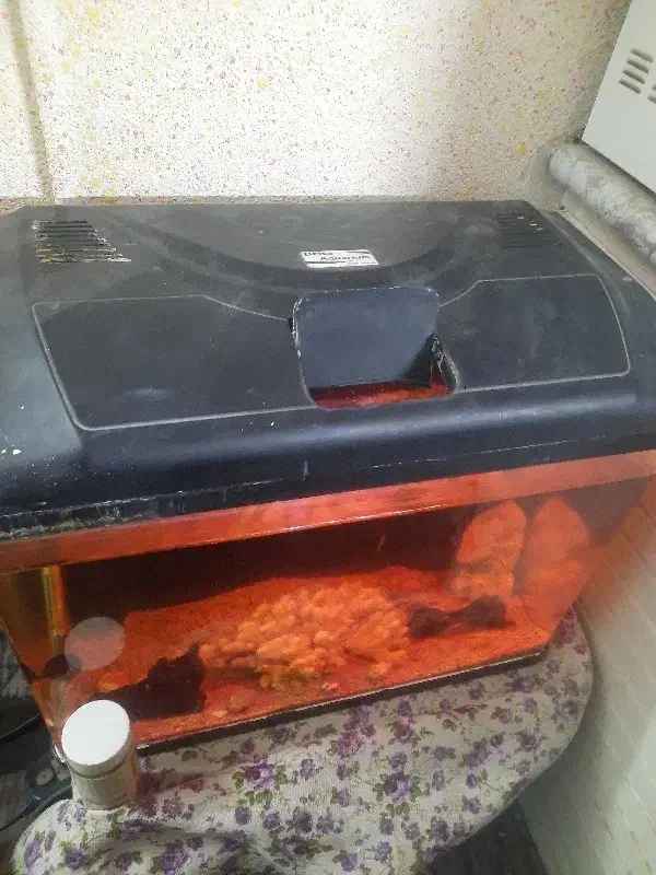 اکواریوم شرکتی دیلسا|ماهی|اصفهان, احمدآباد|دیوار