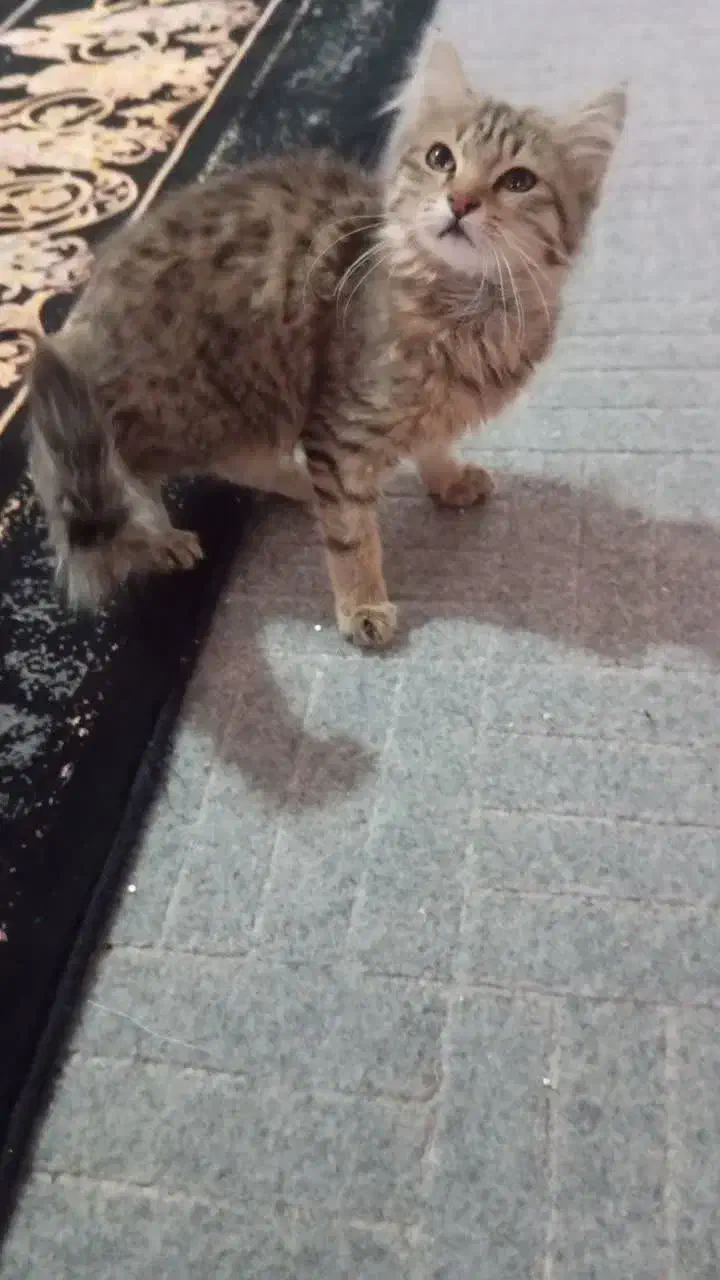 گربه اسکاتیس|گربه|قم, نوقطار|دیوار