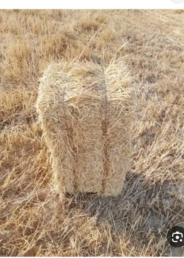 خریدار کلش|خدمات باغبانی و درختکاری|دهگلان, |دیوار