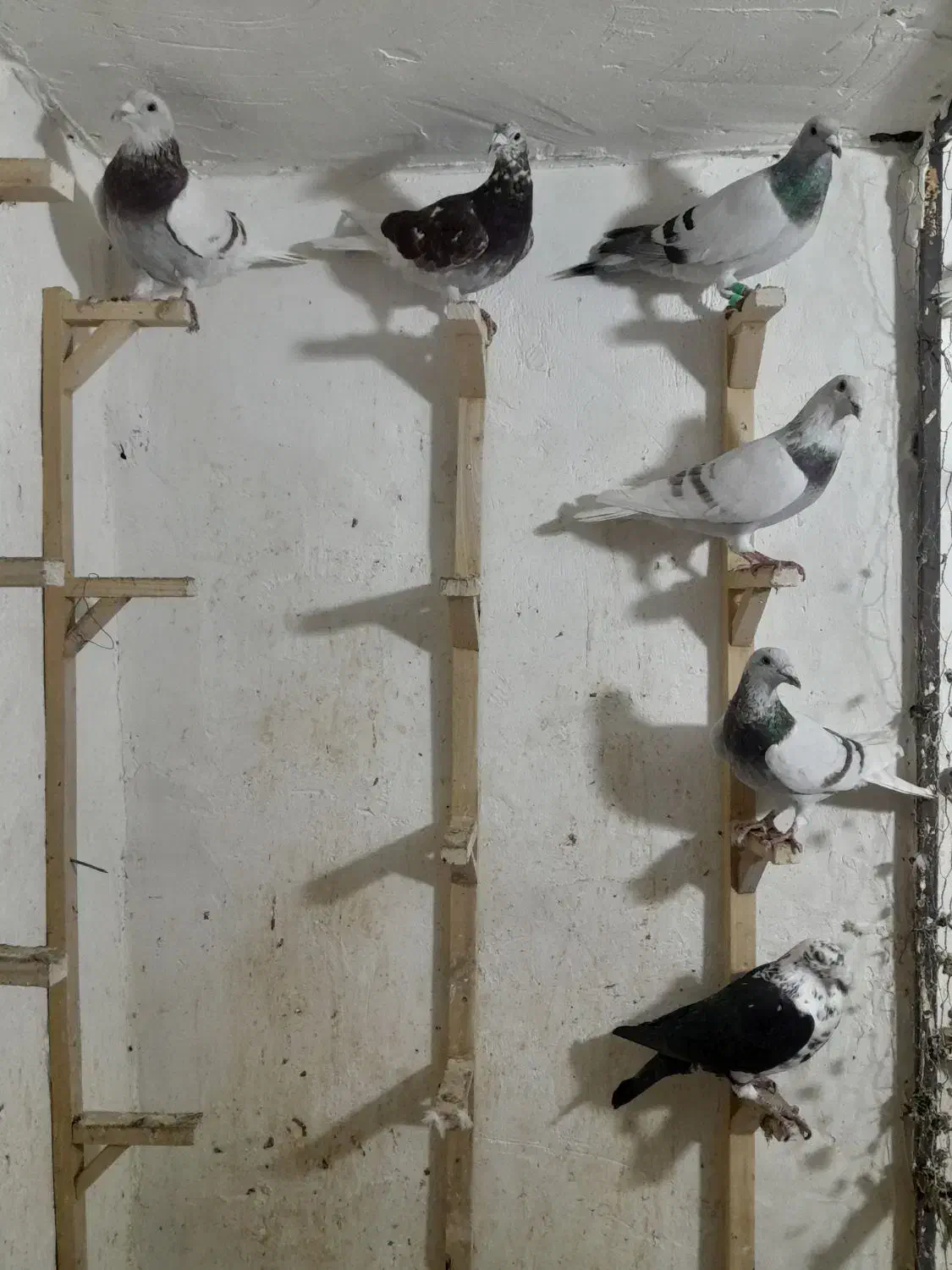 پوس پیازی و کشکی هوایی|پرنده|برازجان, |دیوار