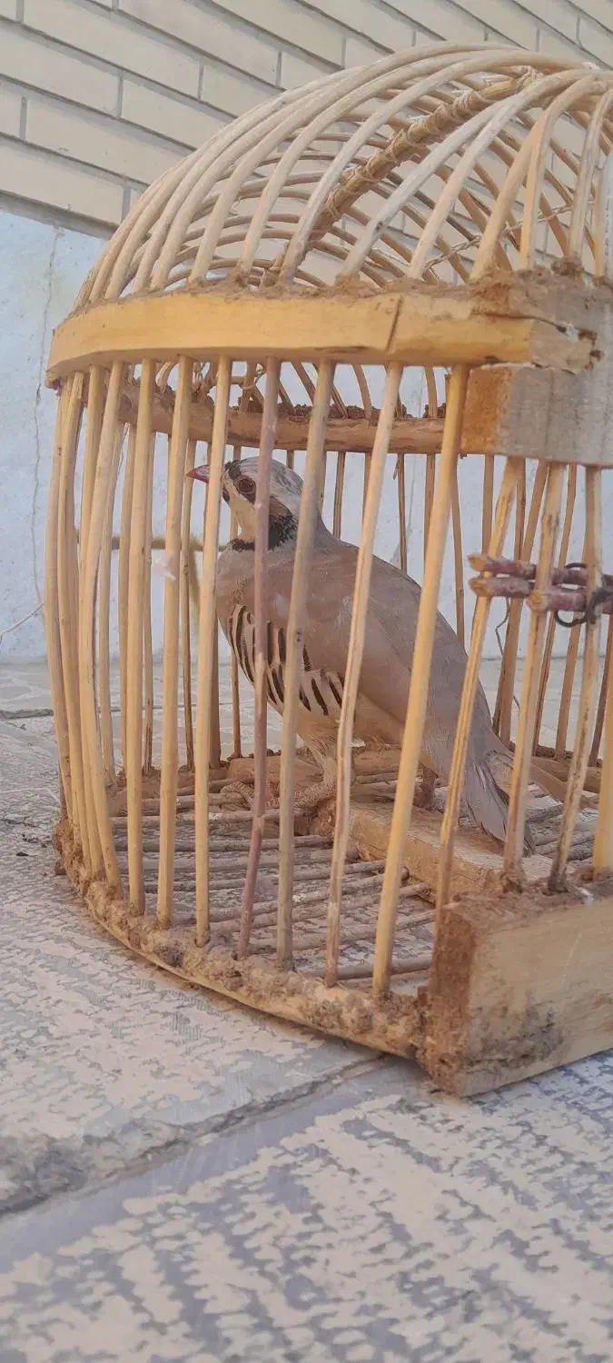 بلدرچین کوهی|حیوانات مزرعه|آباده, |دیوار