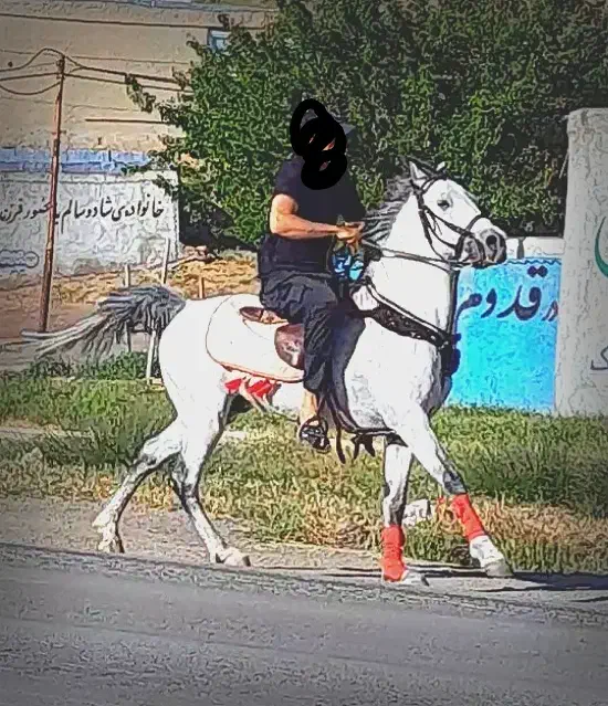 نریان شیک|اسب و تجهیزات اسب‌سواری|اسدآباد, |دیوار