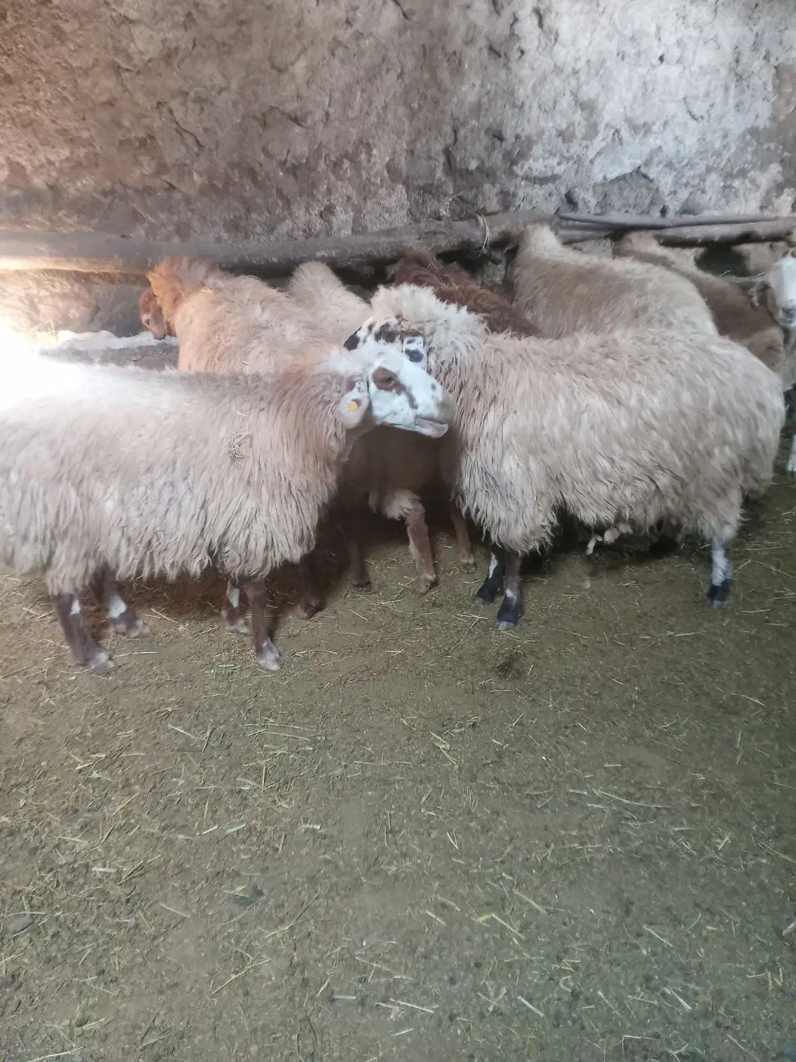 گوسفند برای دامازدیق|حیوانات مزرعه|نیر (اردبیل), |دیوار