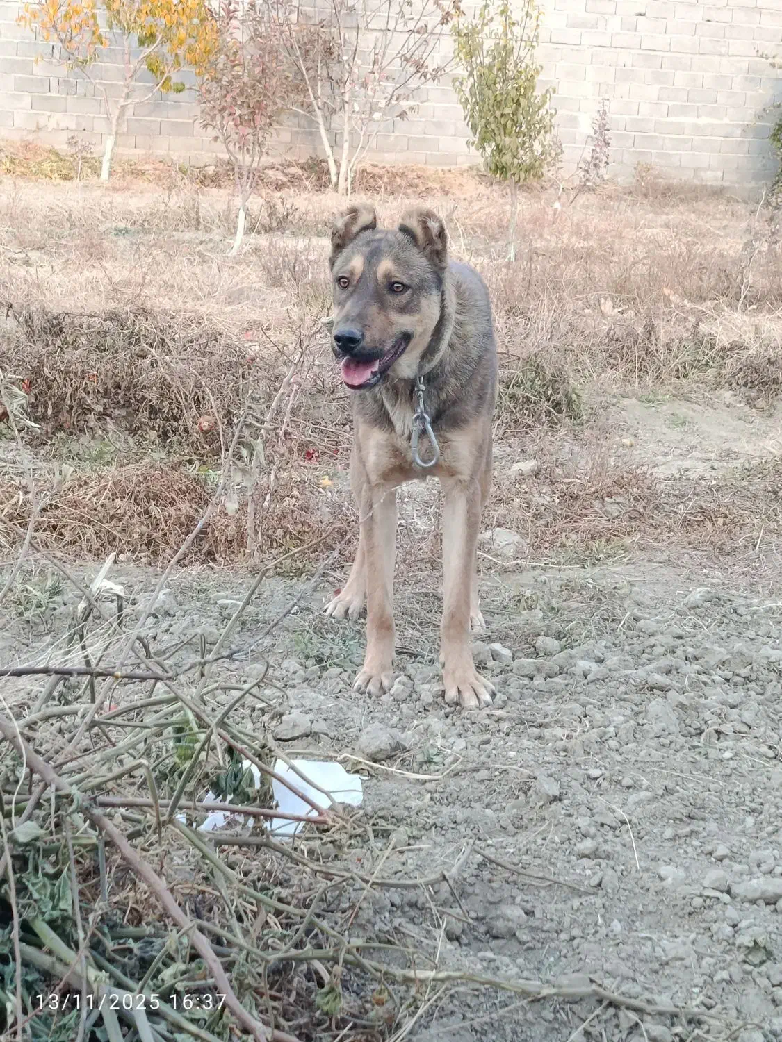 سگ باهوش|سگ|نوشین شهر, |دیوار