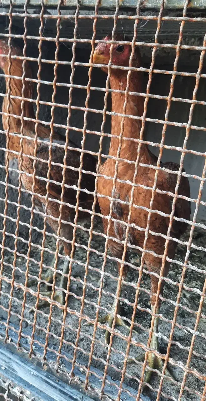 مرغ لاری|حیوانات مزرعه|فومن, |دیوار