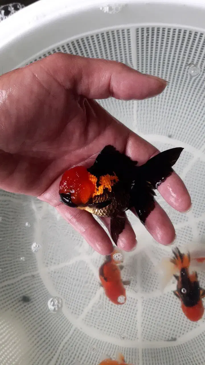 آکواریوم فروشی صدف|ماهی|اندیشه, اندیشه فاز ۱|دیوار