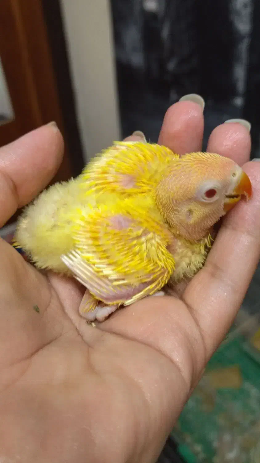 طوطی برزیلی نر و ماده شرطی شرطی شرطی|پرنده|اهواز, کمپلو جنوبی|دیوار