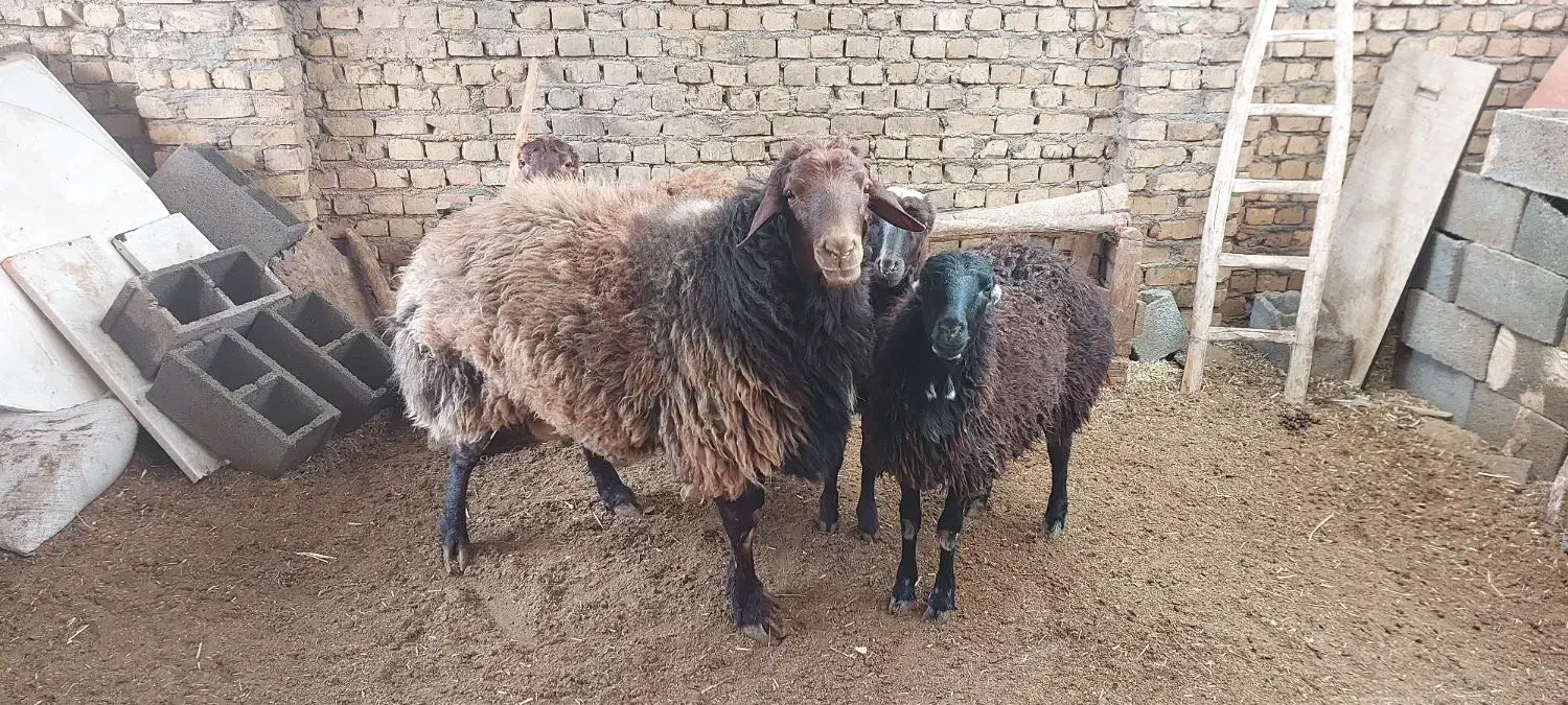 قوچ دو ساله هترو و بره ماده|حیوانات مزرعه|ملک‌آباد, |دیوار